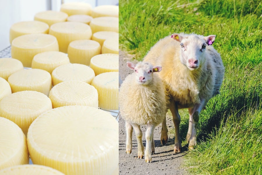 a sheep and her baby watching at the camera in the background of green grass at 'Mykonos Farmers' farm